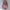 Pink cheongsam : LD upto 96cm photo 4