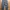 Uniqlo Streetwear Skater Casual pants Pria gray photo 1