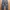 Uniqlo Streetwear Skater Casual pants Pria gray photo 4