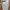 Uniqlo Streetwear Casual Casual pants Pria tan photo 5