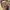 Miniso Minimalist Crossbody Bag Wanita Tan