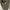 Crop Shirt Lolica photo 4