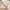 ZARA Luxury Fairy Bomber jacket Pria cream photo 4