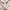 ZARA Luxury Fairy Bomber Jacket Pria Cream