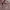 Kemeja Crop Notyourcompanny photo 2