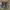 JORTS CARGO CAMO photo 3
