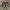 JORTS CARGO CAMO photo 2