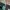 Dickies 874 Skateboarding Lincoln Green photo 7