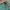 Dickies 874 Skateboarding Lincoln Green photo 5