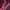 DARE Double Collar Crewneck Maroon photo 2