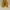 Onitsuka Tiger Mexico 66 slip on Yellow Black photo 4