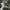 Adidas Streetwear Sportswear Sneakers Wanita navy black photo 2