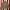 Vintage Harrington Jacket Pria Multicolor Tan