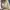 Armani	 Casual Loafer Pria tan photo 4