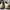 Armani	 Casual Loafer Pria tan photo 5