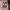 Vans Classic Maroon Slip-on Shoes  photo 1