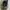Supreme Luxury Hat Pria green photo 7