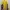 The north face bulang kuning photo 7
