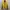 The north face bulang kuning photo 1