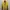 The North Face Bulang Kuning