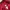 Adidas Casual Parka Pria navy red photo 4