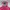 Uniqlo Casual Bomber jacket Wanita white pink photo 4
