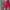 highwaist short pants fuschia photo 1