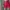 Highwaist Short Pants Fuschia