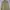 POLO RALPH LAUREN HARRINGTON JACKET - Soft Yellow
