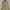 POLO RALPH LAUREN HARRINGTON JACKET - Soft Yellow