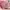 Casual Sneakers Wanita pink photo 4