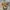 Celana pendek levis carhartt dickies photo 1