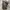 Celana pendek cargo levis carhartt dickies photo 4