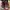 VANS Skater Casual Sneakers Pria Burgundy White