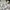 Lolita Midi dress Wanita white photo 3