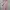 Stelan blazer wanita pink / blazer bkk / set blazer wanita photo 1