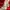 Adidas Sportswear Jersey Pria white red photo 8
