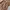 ⋆˚ 𝜗𝜚˚⋆ Polka Brown Top ⋆˚ 𝜗𝜚˚⋆ photo 3