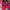 ADORABLEPROJECTS - Baleva Falt Red Shoes