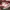 Michael Kors Handbag Wanita burgundy photo 3