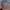 Von Dutch Vintage Streetwear Hat Pria multicolor photo 2