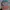 Von Dutch Vintage Streetwear Hat Pria Multicolor