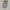 Dickies 873 Slim Straight photo 1