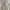 Coquette Babydoll dress Wanita white photo 2