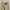 Dickies Flare Cut / Dickies Bootcut / Dickies Softjeans photo 4