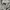 Dickies Flare Cut / Dickies Bootcut / Dickies Softjeans photo 6