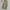Dickies Flare Cut / Dickies Bootcut / Dickies Softjeans photo 1