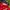 Nascar budweiser red hats  photo 6