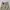 Dickies Cargo / Celana Dickies photo 4