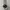 Dickies Cargo / Celana Dickies photo 3